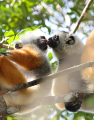 Propithecus diadema