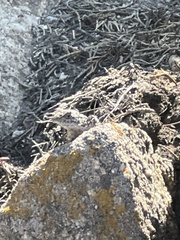Sceloporus occidentalis bocourtii