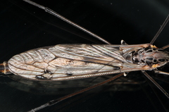 Tipula metacomet
