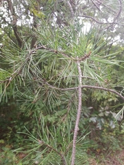 Pinus virginiana