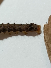 Helicoverpa armigera