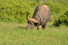 Syncerus caffer caffer