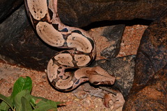 Boa constrictor constrictor