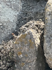 Sceloporus occidentalis bocourtii