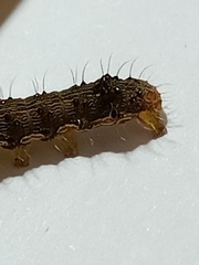 Helicoverpa armigera