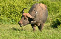 Syncerus caffer caffer