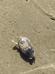 Emerita analoga