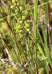 Scheuchzeria palustris