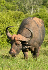 Syncerus caffer caffer