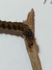 Helicoverpa armigera