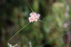 Eriophorum virginicum