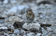 Callospermophilus lateralis certus