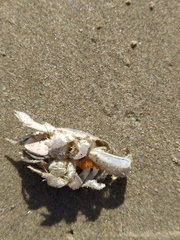 Emerita analoga