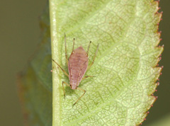Macrosiphum rosae