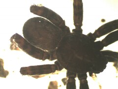 Pardosa sordidata