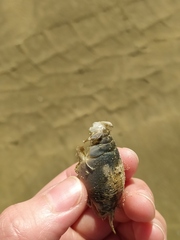 Emerita analoga