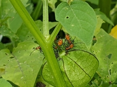Leptoglossus phyllopus