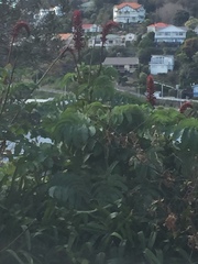 Melianthus