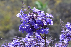 Jacaranda brasiliana