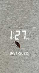 Ischnoptera bilunata