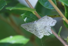 Cyclophora pendulinaria