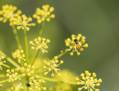 Sphaerophoria contigua