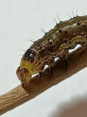 Helicoverpa armigera