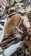 Marasmius maximus
