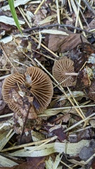 Marasmius maximus