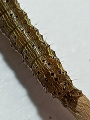 Helicoverpa armigera