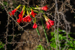 Phycella cyrtanthoides