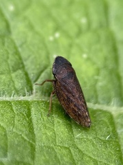 Aphrodes