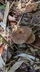Marasmius maximus