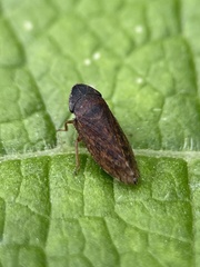 Aphrodes