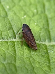 Aphrodes