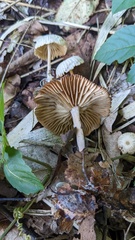 Marasmius maximus