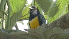 Trogon caligatus