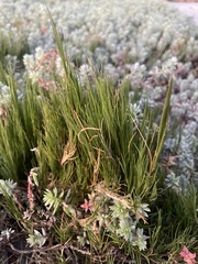 Sporobolus virginicus