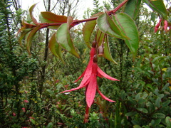 Fuchsia regia