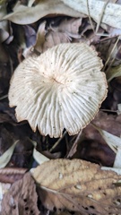 Marasmius maximus