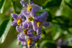 Solanum crispum