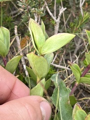 Gentianales