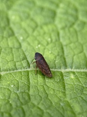 Aphrodes