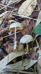 Marasmius maximus