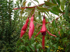 Fuchsia regia