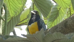 Trogon caligatus