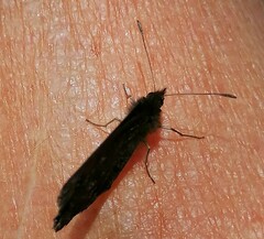 Erebia montanus