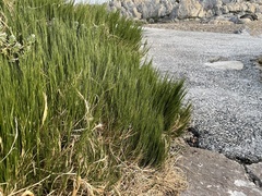 Sporobolus virginicus