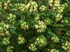 Baccharis uncinella