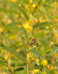 Poecilopompilus interruptus